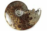 Polished Ammonite (Cleoniceras) Fossil - Madagascar #358454-1